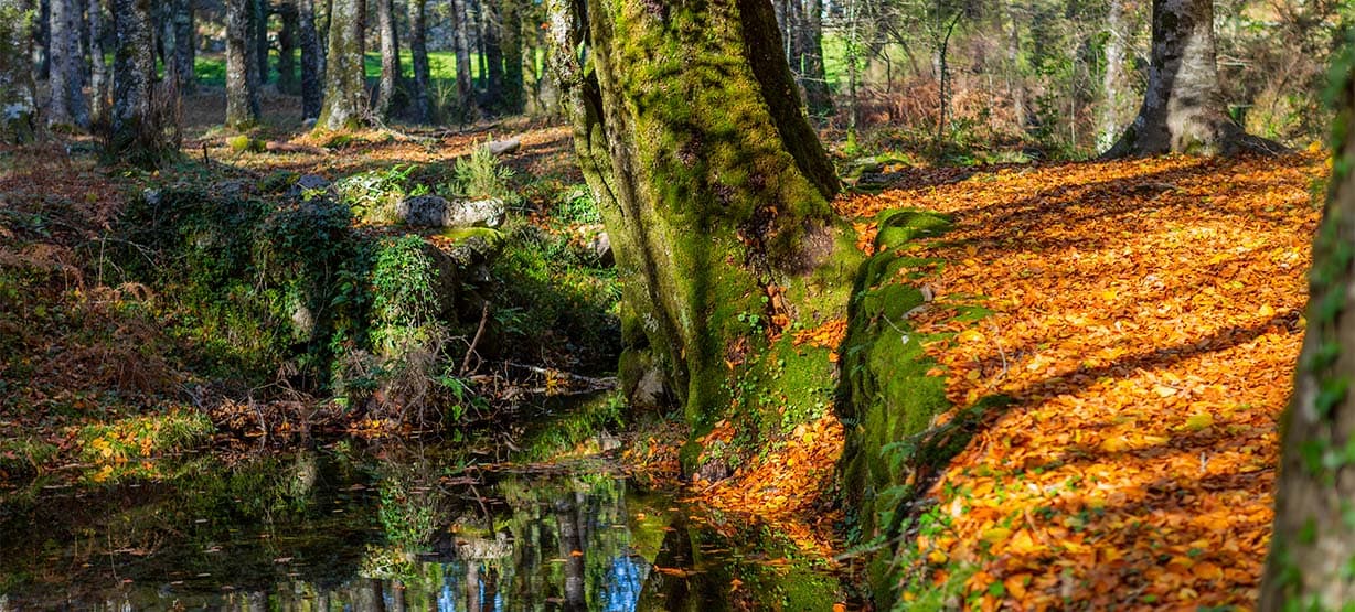 Gerês-Autumn